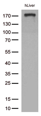 CD163 Antibody in Western Blot (WB)