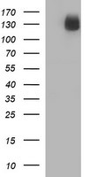 CD163 Antibody in Western Blot (WB)