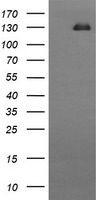 CD163 Antibody in Western Blot (WB)