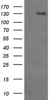 CD163 Antibody in Western Blot (WB)