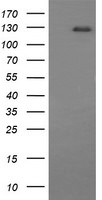 CD163 Antibody in Western Blot (WB)