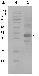 CD166 Monoclonal Antibody (3F8B12)