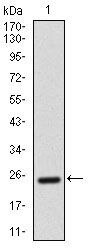 CD166 Antibody in Western Blot (WB)