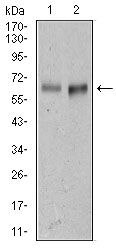 CD166 Antibody in Western Blot (WB)