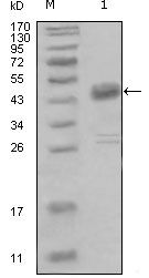 MCK10 Monoclonal Antibody (2G4E12)