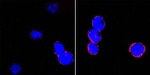 CD18 Monoclonal Antibody (10E12)
