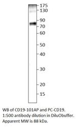 CD19 Polyclonal Antibody
