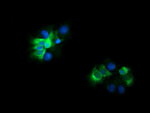 CD19 Antibody in Immunocytochemistry (ICC/IF)