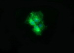 CD19 Antibody in Immunocytochemistry (ICC/IF)