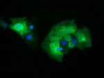 CD19 Antibody in Immunocytochemistry (ICC/IF)