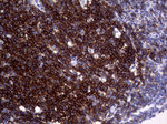 CD19 Antibody in Immunohistochemistry (Paraffin) (IHC (P))