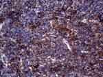 CD19 Antibody in Immunohistochemistry (Paraffin) (IHC (P))
