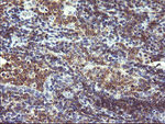 CD19 Antibody in Immunohistochemistry (Paraffin) (IHC (P))