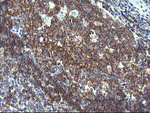 CD19 Antibody in Immunohistochemistry (Paraffin) (IHC (P))