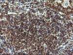 CD19 Antibody in Immunohistochemistry (Paraffin) (IHC (P))