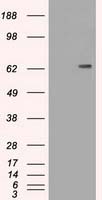 CD19 Antibody in Western Blot (WB)