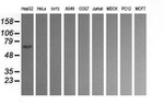 CD19 Antibody in Western Blot (WB)