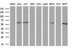 CD19 Antibody in Western Blot (WB)