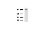 CD19 Antibody in Western Blot (WB)