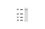 CD19 Antibody in Western Blot (WB)