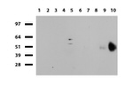 CD19 Antibody in Western Blot (WB)