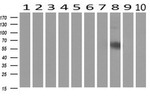 CD19 Antibody in Western Blot (WB)