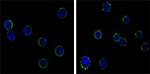 CD19 Antibody in Immunocytochemistry (ICC/IF)