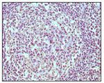 CD19 Antibody in Immunohistochemistry (Paraffin) (IHC (P))