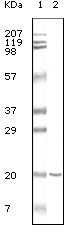 CD19 Antibody in Western Blot (WB)