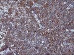 CD1C Antibody in Immunohistochemistry (Paraffin) (IHC (P))