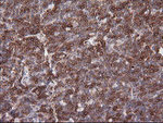 CD1C Antibody in Immunohistochemistry (Paraffin) (IHC (P))