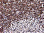 CD1C Antibody in Immunohistochemistry (Paraffin) (IHC (P))