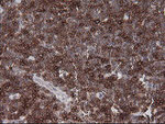 CD1C Antibody in Immunohistochemistry (Paraffin) (IHC (P))