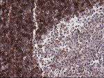 CD1C Antibody in Immunohistochemistry (Paraffin) (IHC (P))