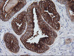 CD1C Antibody in Immunohistochemistry (Paraffin) (IHC (P))