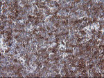 CD1C Antibody in Immunohistochemistry (Paraffin) (IHC (P))
