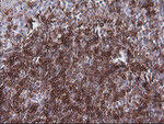 CD1C Antibody in Immunohistochemistry (Paraffin) (IHC (P))