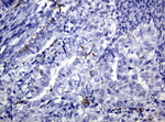 CD1C Antibody in Immunohistochemistry (Paraffin) (IHC (P))