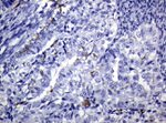 CD1C Antibody in Immunohistochemistry (Paraffin) (IHC (P))