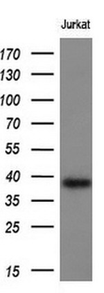 CD1C Antibody in Western Blot (WB)