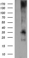 CD1C Antibody in Western Blot (WB)
