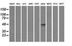 CD1C Antibody in Western Blot (WB)