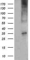 CD1C Antibody in Western Blot (WB)