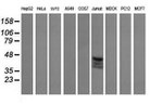 CD1C Antibody in Western Blot (WB)
