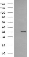 CD1C Antibody in Western Blot (WB)
