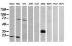 CD1C Antibody in Western Blot (WB)