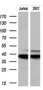 CD1C Antibody in Western Blot (WB)