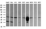 CD1C Antibody in Western Blot (WB)