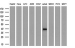 CD1C Antibody in Western Blot (WB)