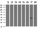 CD1C Antibody in Western Blot (WB)